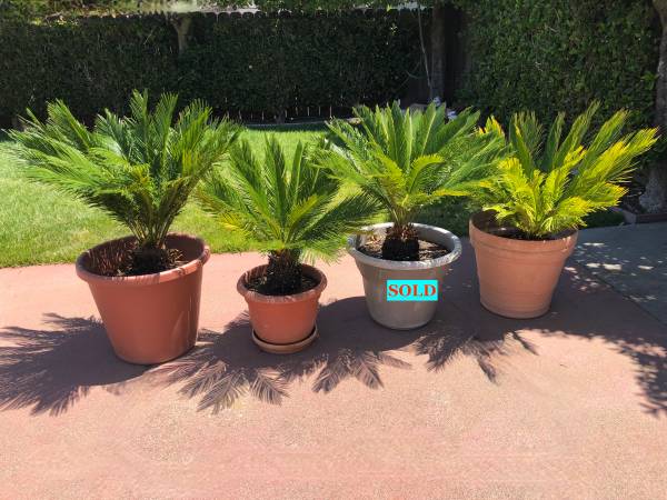 Sego Palms - 3 Healthy Segos All 3 for $310.00 1