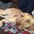Labrador Retriever 1 thumbnail