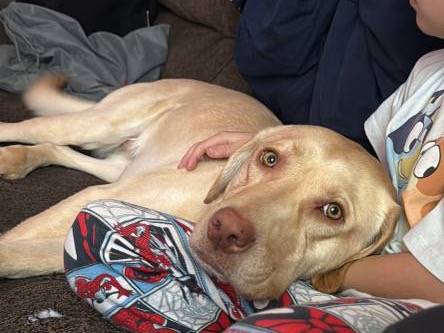 Labrador Retriever 1