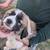 LG puppy 2 thumbnail