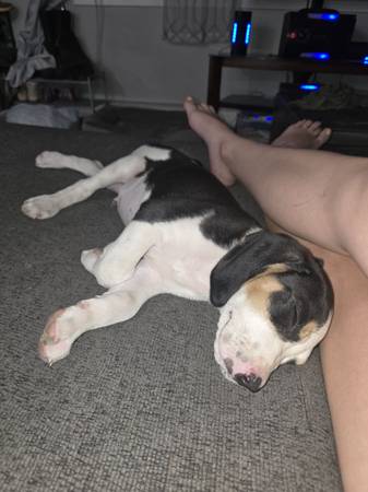 Treeing Walker Coonhound (Rock Springs)63655922421761122