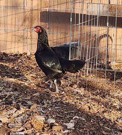 Asil hens & pullets 1