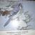 1985 Weyerhaeuser Wildlife Calendar 12 thumbnail