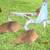 2 row turning plow 1 thumbnail