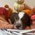 Labradoodle 1 thumbnail