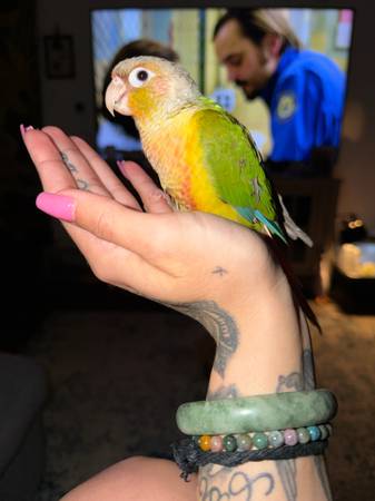 chico dulce para adopción (West Hills)