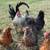 Bantam Easter Egger hatching eggs 13 thumbnail