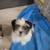 Shih Tzu Puppies 4 thumbnail