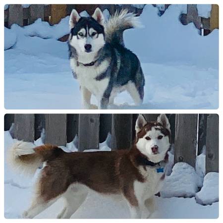 two % year old Huskies Free to good home. (Gretna)63670840967683120