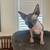 Sphynx kittens 8 thumbnail
