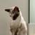 Siamese cat 5 thumbnail