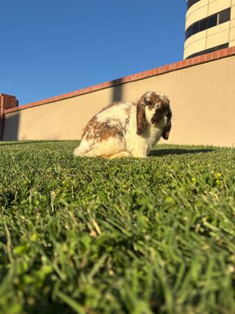 holland lop 1