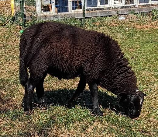 Katahdin Ram Lamb 1