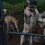 Great dane female 5 thumbnail