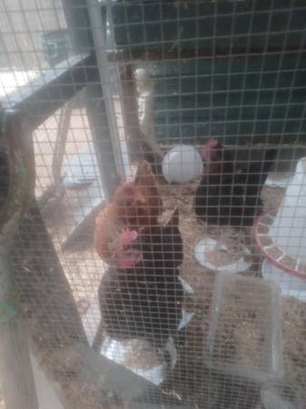 Free Chickens 1