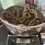 Ball Python, Male Het Caramel 2 thumbnail