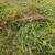 Grass hay 3 thumbnail