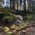 Cedarpines Park double lot, paved road and creek 2 thumbnail