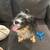 Rehoming Pomeranian Poodle mix 2 thumbnail