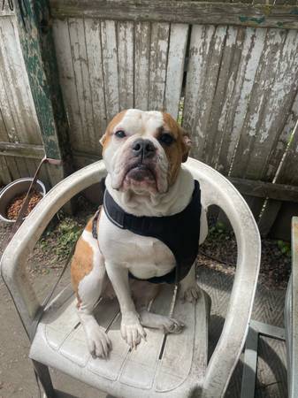 Old English bulldog (Cortland)63815650050817120