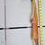 Momba Hunter Recurve Bow 4 thumbnail