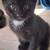 6 Cute kittens 12 thumbnail