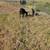 Doe and doeling 2 thumbnail