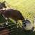 Bottle calves 1 thumbnail