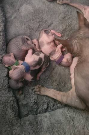 Sphynx babies 1