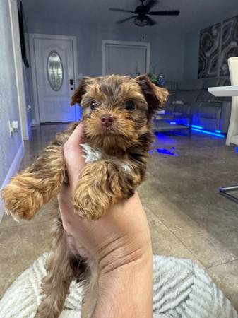 Teacup chocolate yorkies (Deltona)63846014342147122