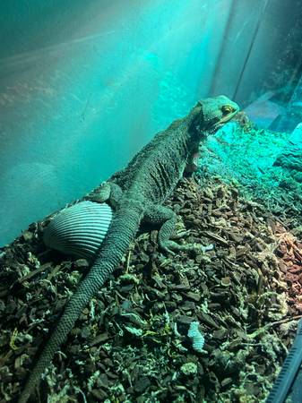 Bearded dragon 1
