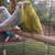 Parakeet 16 thumbnail