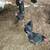 3 year old hens 2 thumbnail