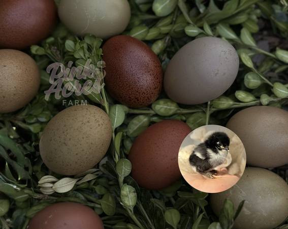 Olive Egger Chicks - Dark Green Chocolate Eggs Speckled Moss Egger 1
