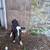 Holstien x Holstien angus calf 2 thumbnail