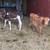 3 weaned Calfs 2 thumbnail