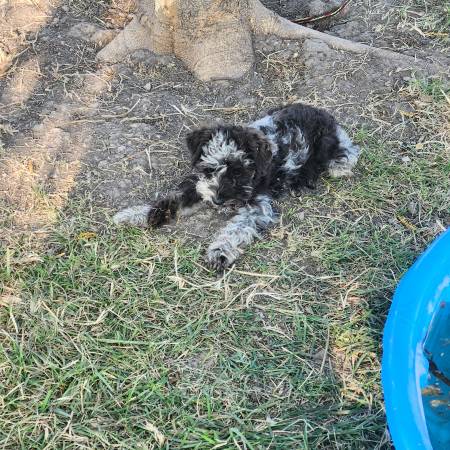 Cachorros de Schnauzer Miniatura (Goldthwaite)63839343795841121
