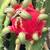 Dragon fruit Starter plants start at $20 9 thumbnail