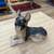 German Shepherd Figurine, Sitting with Upward Glance 2 thumbnail