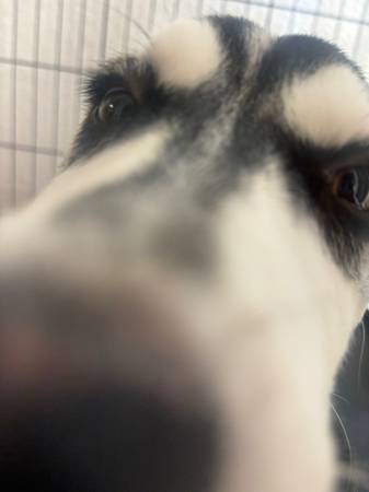 Husky Siberian and Alaskan63848769359235120