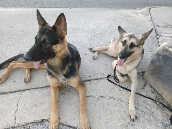2 yrs old German shepherd 1
