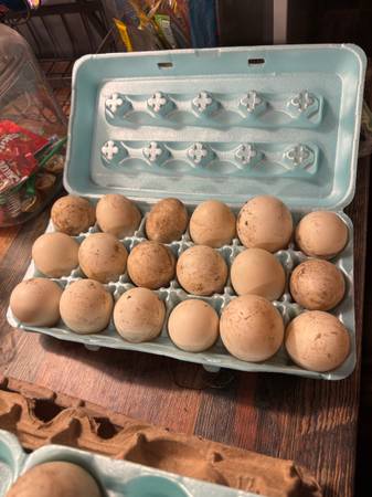 Duck eggs 1
