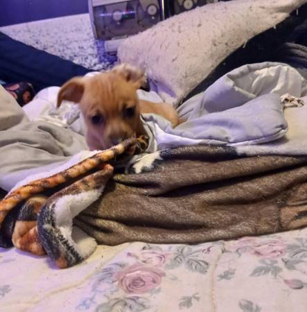 Dearhead Chihuahua Puppy (Essex)64051582522626121