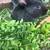 Baby rabbits 2 thumbnail