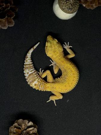 Geckos63831052662915122