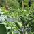 2bd house Hayward foothills 20 thumbnail