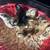 Easter egger and barred rock chicks 8 thumbnail