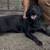 Black English lab 3 thumbnail