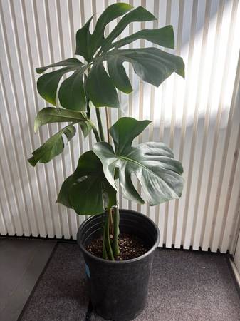 HOUSEPLANTS - MONSTERA 1