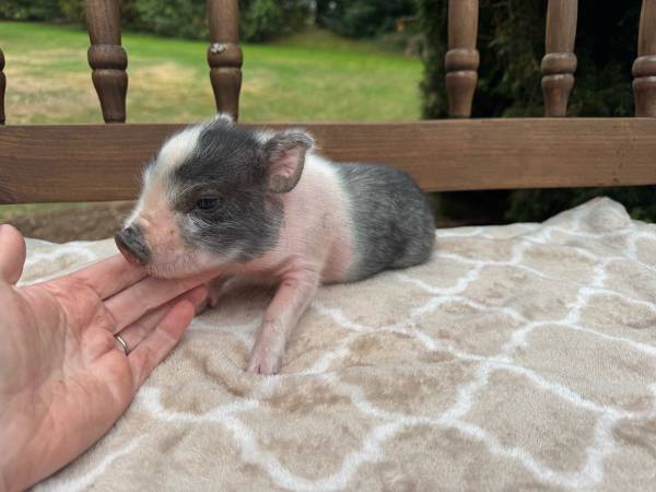 Juliana mini pet pigs (Woodinville/monroe)63826637074947120